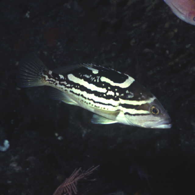 Epinephelus poecilonotus